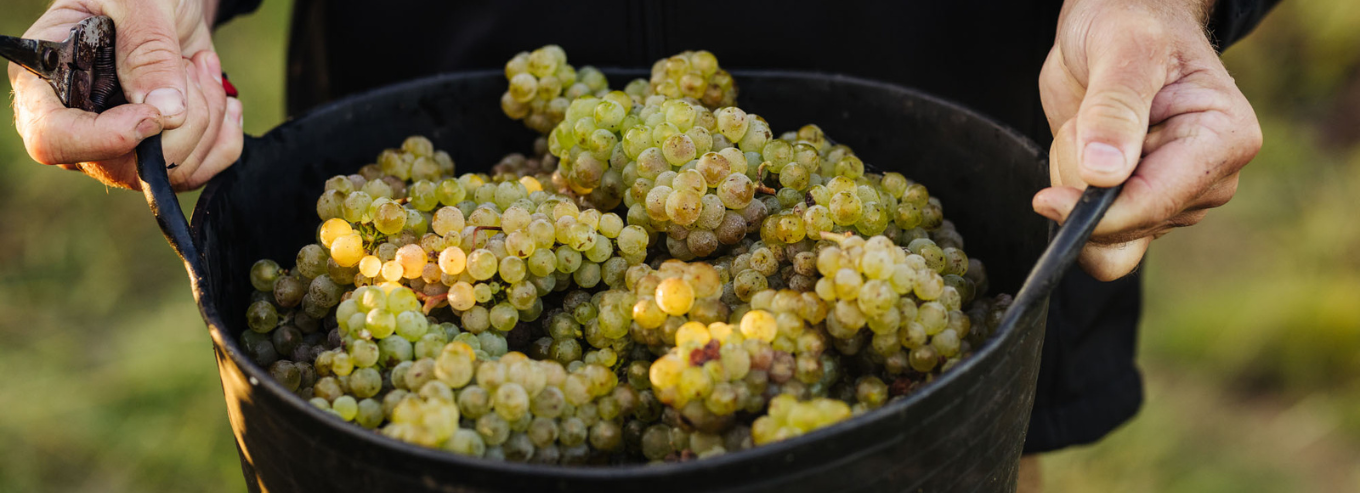 Small Wonder harvested grapes